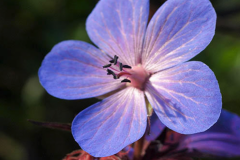 Geranium himalayense