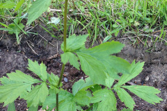 Geum aleppicum