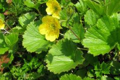 Geum_calthifolium