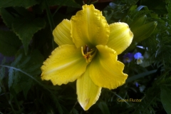 Hemerocallis