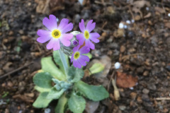 Primula mistassinica
