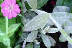 Jupiterblomster
