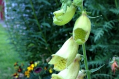 Liten fingerborgsblomma