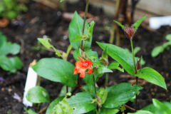 Lychnis-arkwrightii