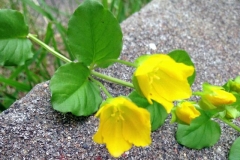 Penningblad
