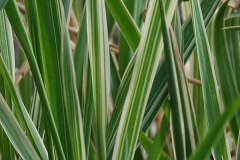 Randgräs