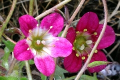 Rosenbräcka
