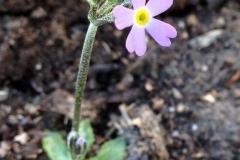 Smalviva