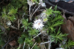 Tuvdraba