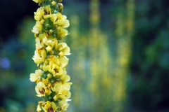 Verbascum chaixii