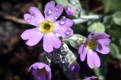 Primula mistassinica