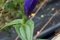 blaknippgentiana
