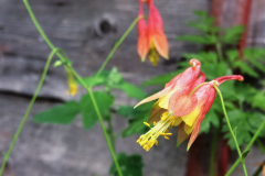 Aquilegia canadensis
