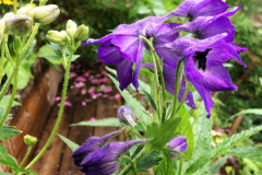 Delphinium oxysepalum,