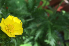 fingerPotentilla