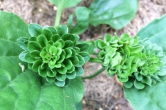 Rosblommigt groblad, Plantago major Rosularis, 2018. STA-frö
