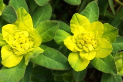 Gulltörel, Euphorbia epithymoides.