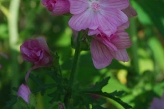 malva