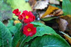 primula donKeefe