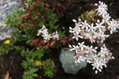 sedum-album