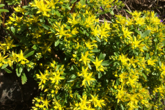 sedum9629