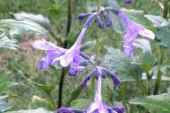 sibirisk drakblomma