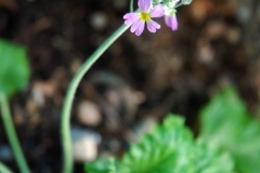 Sommarviva