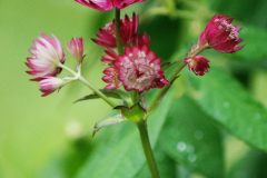 Astrantia major
