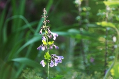 Stor drakblomma. Nepeta sibirica. Artens utbredningsområde:  Kazakstan, S Sibirien, Mongoliet - NC Kina. Aromatiska blad. Luktar!