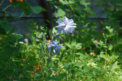 Meconopsis horridula
