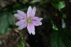 Vårsköna, claytonia sibirica, marktäckare. Småplantor från PO sommmaren 2021. Placering: Pil-lådan