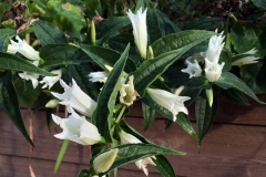 vitknippgentiana