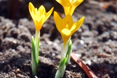 Crucus flavus