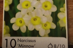 Narcissus tazetta 'Minnow'