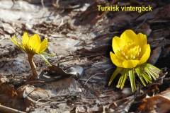 Turkisk vintergäck