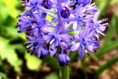 dalmatscilla