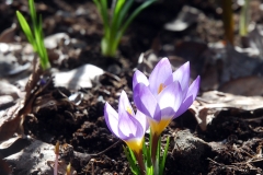 krokus2013