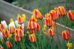 tulipa sp från Lidl