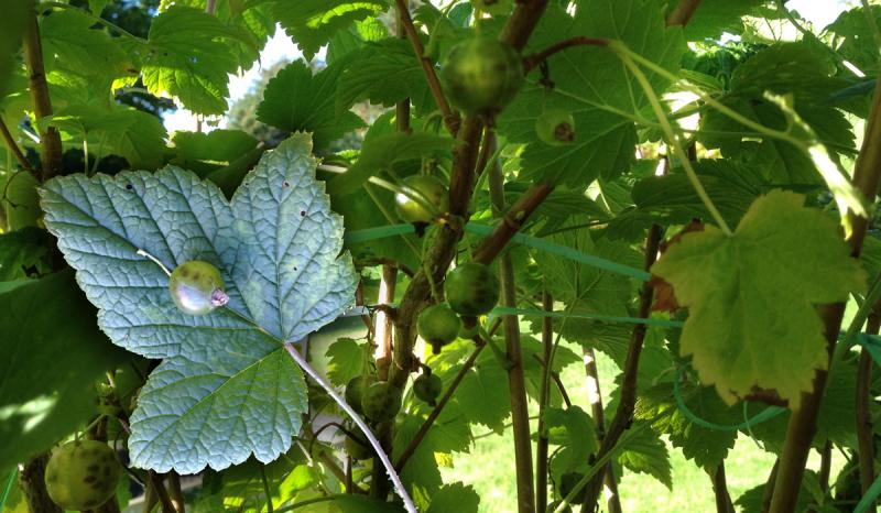 Ribes nigrum. (Wilma)