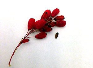 berberis