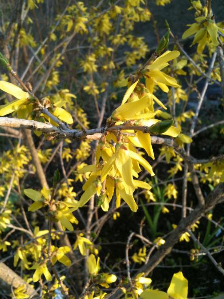 forsythia