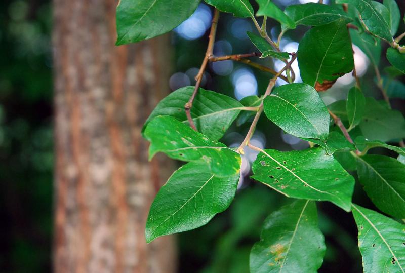 salix