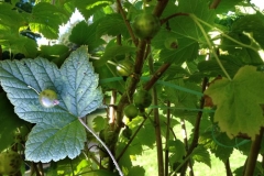 Ribes nigrum. (Wilma)