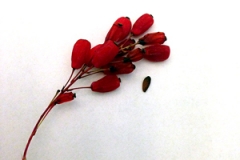 berberis