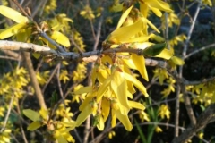 forsythia