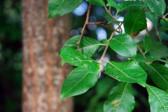 salix