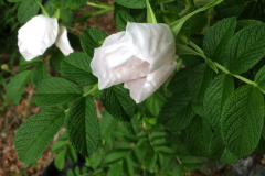 vit-rugosa