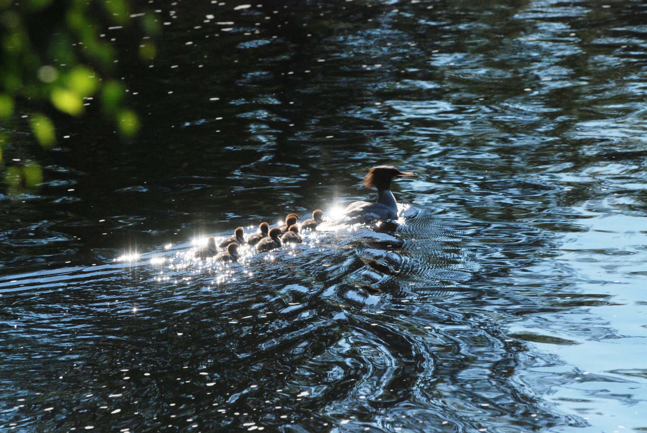 Storskrakehona med ungar , sommaren 2019. Finns i älven varje sommar