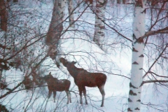 elgfeb2011w