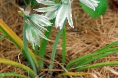 Aftonstjärna Ornithogalum nutans